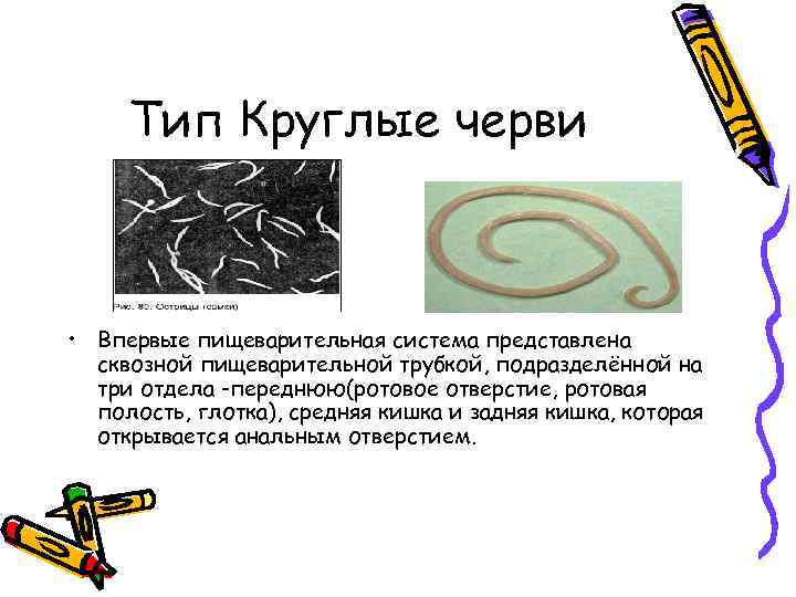 Тип Круглые черви • Впервые пищеварительная система представлена сквозной пищеварительной трубкой, подразделённой на три