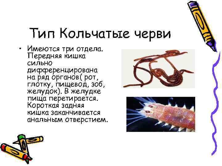 Тип Кольчатые черви • Имеются три отдела. Передняя кишка сильно дифференцирована на ряд органов(