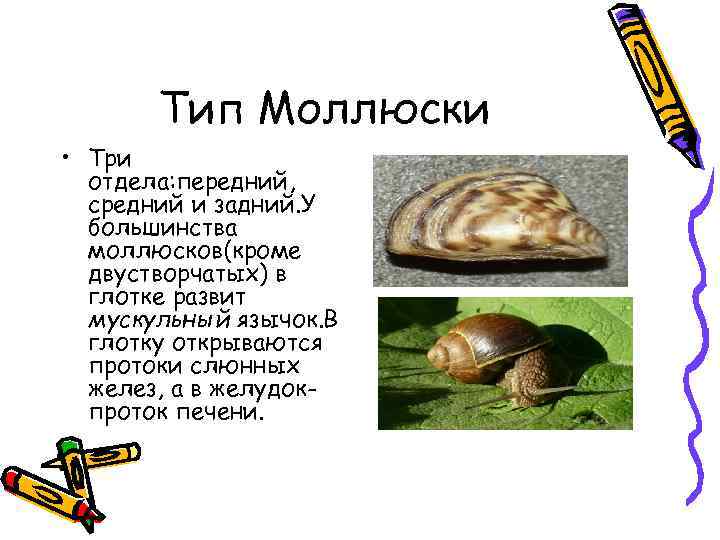 Тип Моллюски • Три отдела: передний, средний и задний. У большинства моллюсков(кроме двустворчатых) в