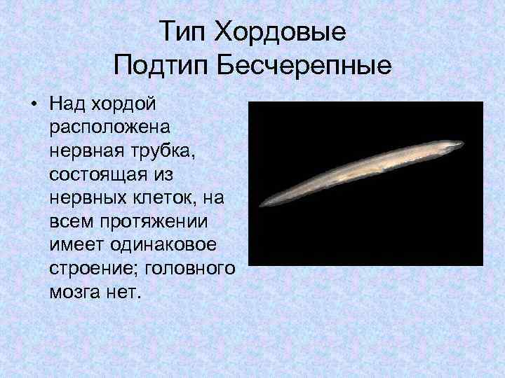Тип Хордовые Подтип Бесчерепные • Над хордой расположена нервная трубка, состоящая из нервных клеток,