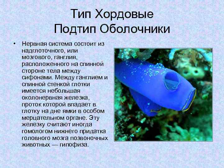 Тип Хордовые Подтип Оболочники • Нервная система состоит из надглоточного, или мозгового, ганглия, расположенного