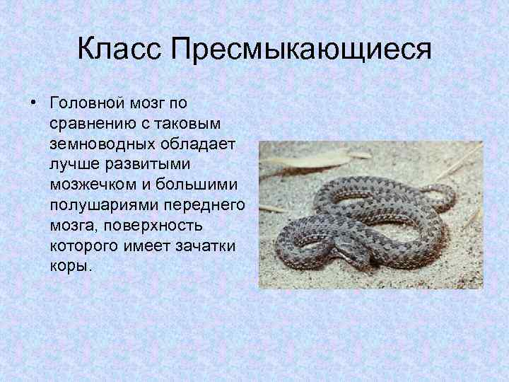 Класс Пресмыкающиеся • Головной мозг по сравнению с таковым земноводных обладает лучше развитыми мозжечком