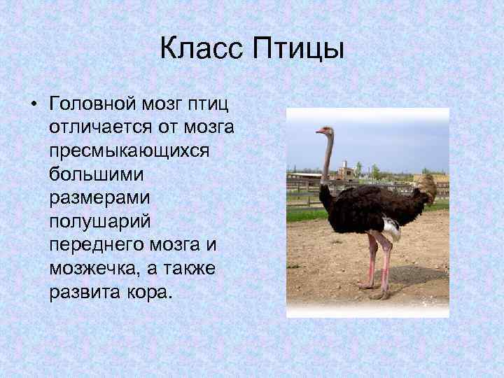 Класс Птицы • Головной мозг птиц отличается от мозга пресмыкающихся большими размерами полушарий переднего