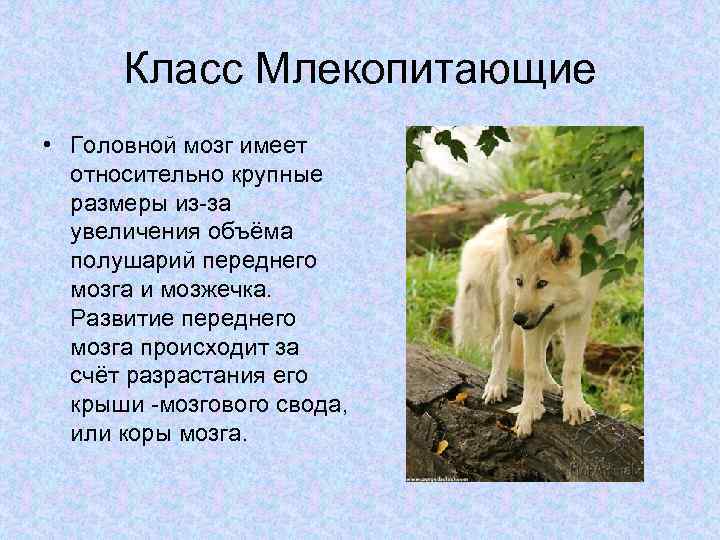 Класс Млекопитающие • Головной мозг имеет относительно крупные размеры из-за увеличения объёма полушарий переднего