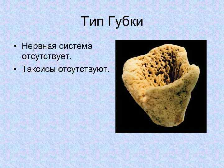 Тип Губки • Нервная система отсутствует. • Таксисы отсутствуют. 