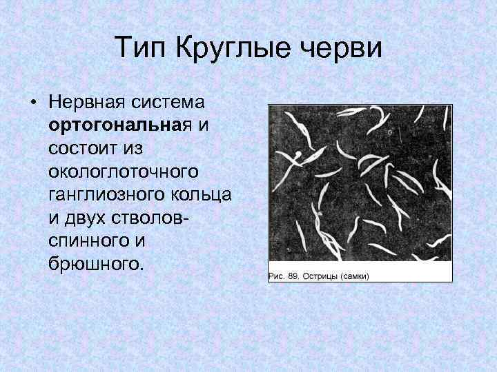Тип Круглые черви • Нервная система ортогональная и состоит из окологлоточного ганглиозного кольца и