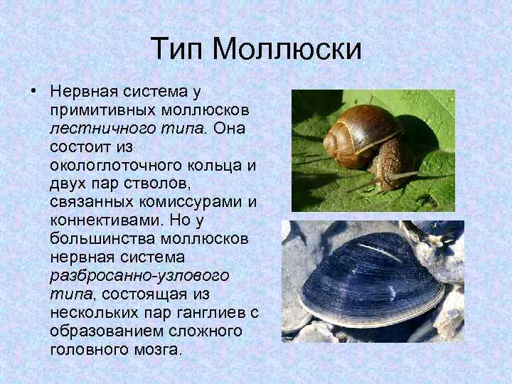 Тип Моллюски • Нервная система у примитивных моллюсков лестничного типа. Она состоит из окологлоточного