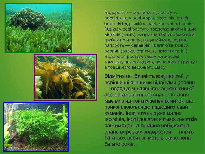 Водорості — рослини, що ростуть переважно у воді морів, озер, рік, ставів, боліт. В
