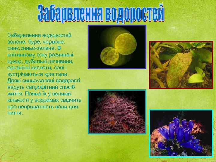 Забарвлення водоростей зелене, буре, червоне, синє, синьо-зелене. В клітинному соку розчинені цукор, дубильні речовини,