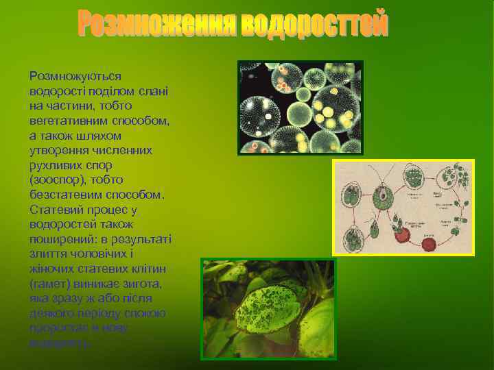 Розмножуються водорості поділом слані на частини, тобто вегетативним способом, а також шляхом утворення численних