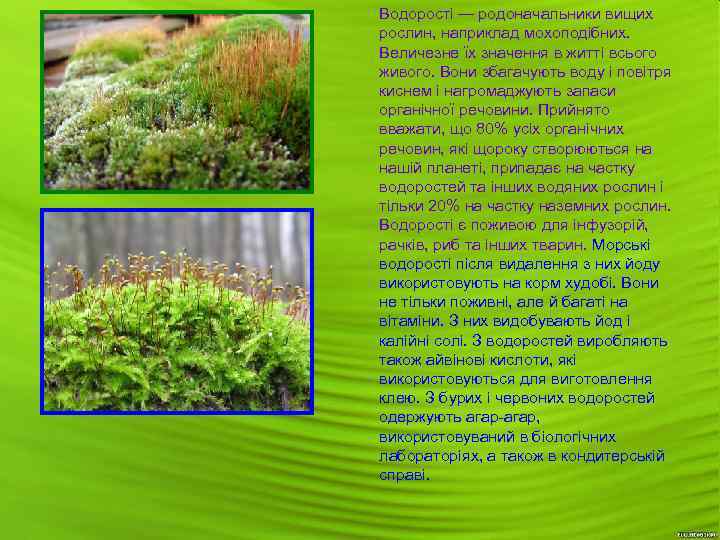 Водорості — родоначальники вищих рослин, наприклад мохоподібних. Величезне їх значення в житті всього живого.
