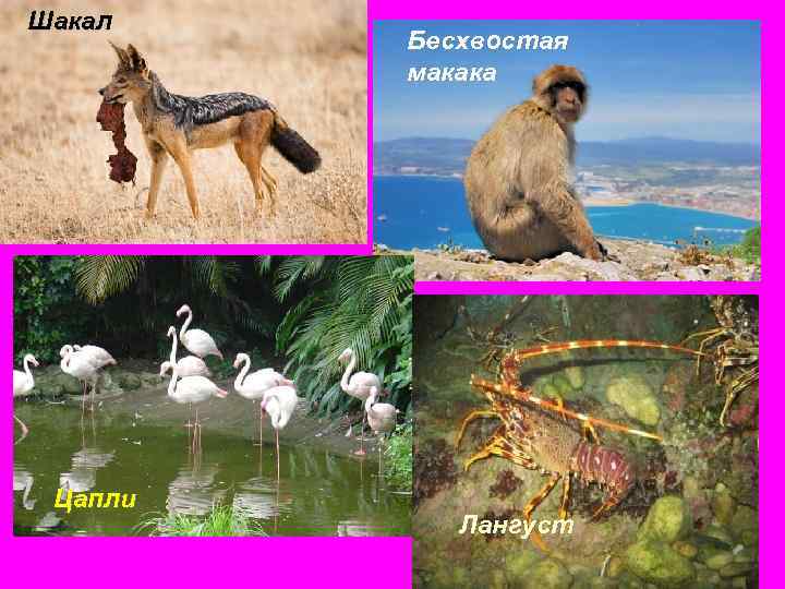 Шакал Цапли Бесхвостая макака Лангуст 