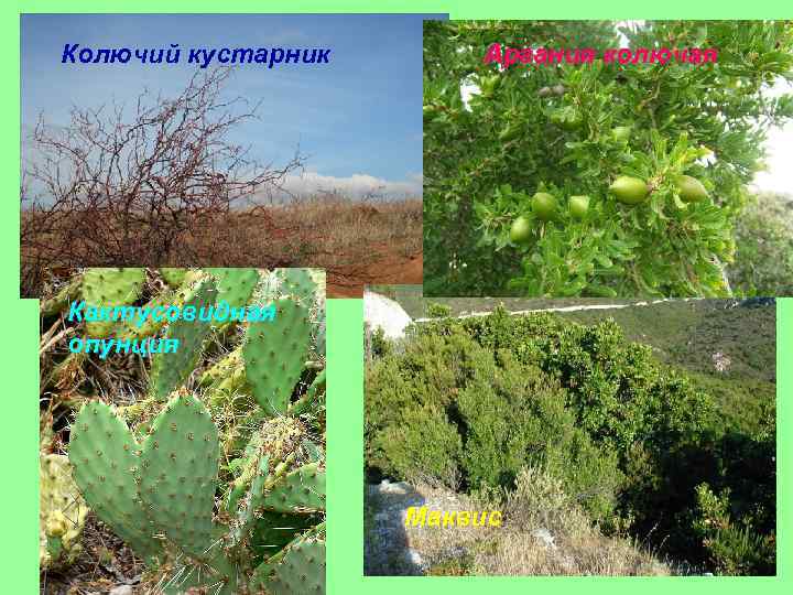 Колючий кустарник Аргания колючая Кактусовидная опунция Маквис 