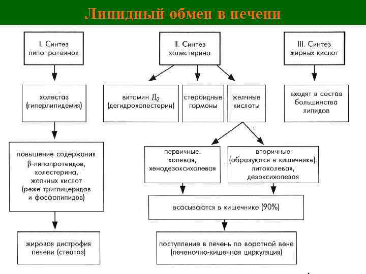 Липидный обмен в печени 