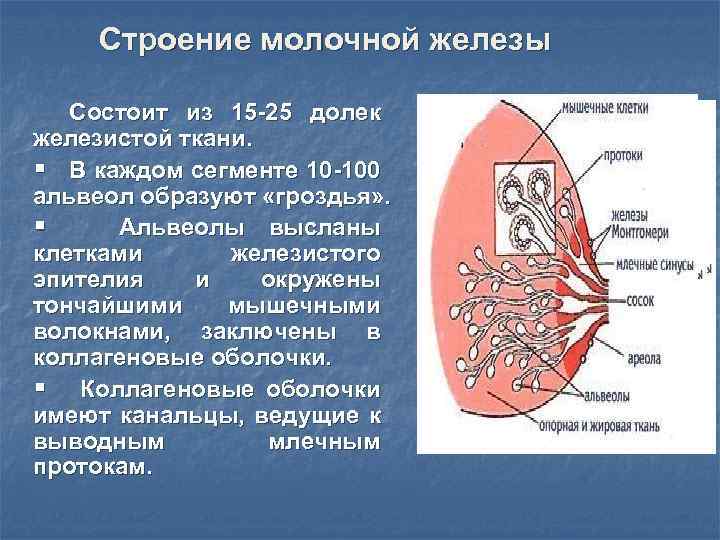 Структура молочных желез железистая