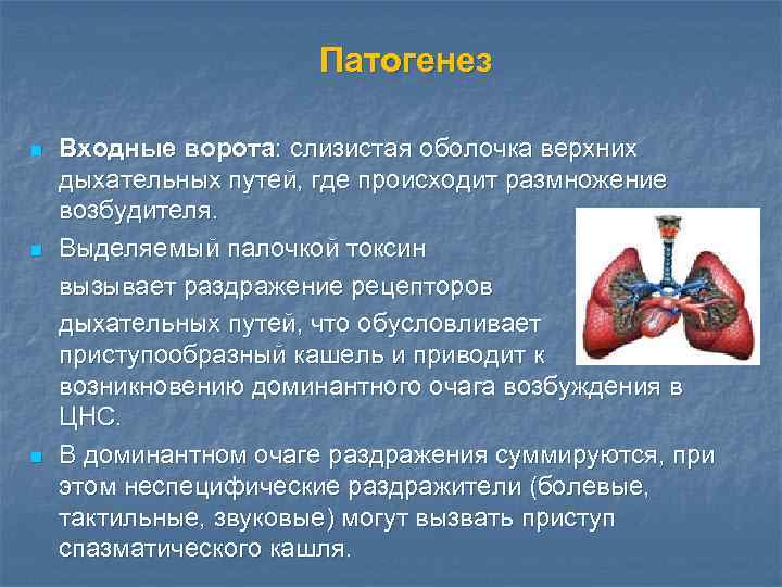 Патогенез n n n Входные ворота: слизистая оболочка верхних дыхательных путей, где происходит размножение