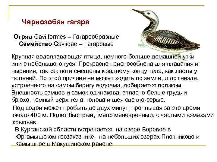 Чернозобая гагара Отряд Gaviiformes – Гагарообразные Семейство Gaviidae – Гагаровые Крупная водоплавающая птица, немного