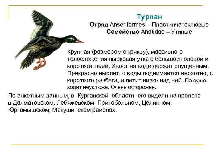 Турпан Отряд Anseriformes – Пластинчатоклювые Семейство Anatidae – Утиные Крупная (размером с крякву), массивного