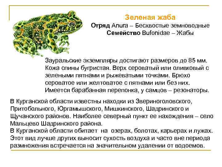 Зеленая жаба Отряд Anura – Бесхвостые земноводные Семейство Bufonidae – Жабы Зауральские экземпляры достигают