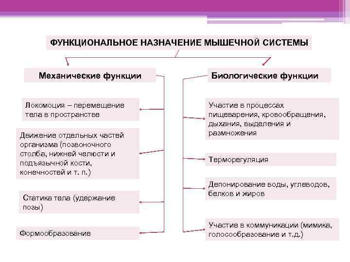 ФУНКЦИОНАЛЬНОЕ НАЗНАЧЕНИЕ МЫШЕЧНОЙ СИСТЕМЫ Механические функции Локомоция – перемещение тела в пространстве Движение отдельных