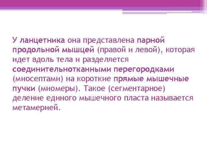 У ланцетника она представлена парной продольной мышцей (правой и левой), которая идет вдоль тела