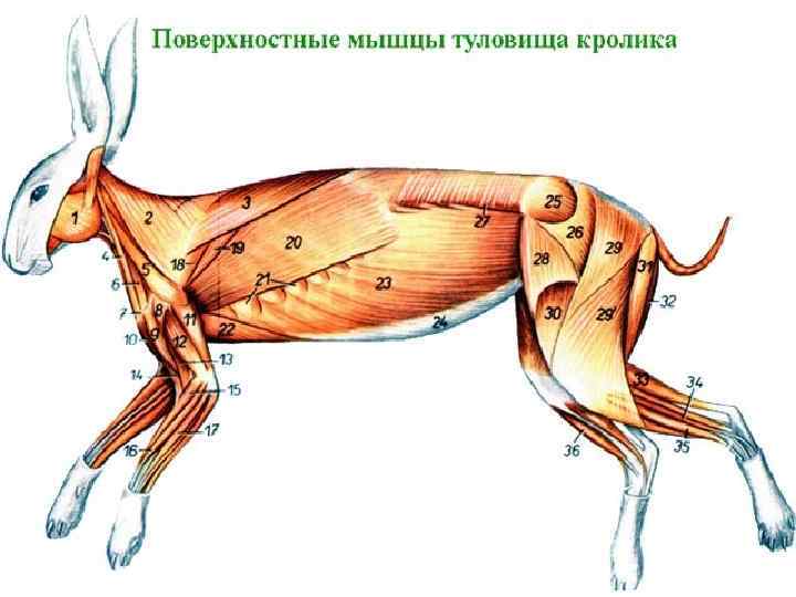 Животные тело. Мышечная система кролика. Мышцы кролика анатомия. Мускулатура кролика анатомия. Мышцы туловища животных анатомия.