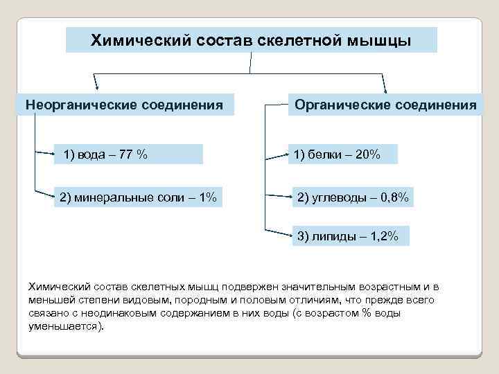 Химический состав скелетной мышцы Неорганические соединения 1) вода – 77 % 2) минеральные соли