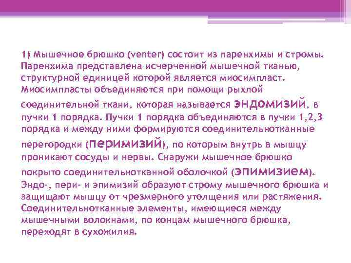 1) Мышечное брюшко (venter) состоит из паренхимы и стромы. Паренхима представлена исчерченной мышечной тканью,