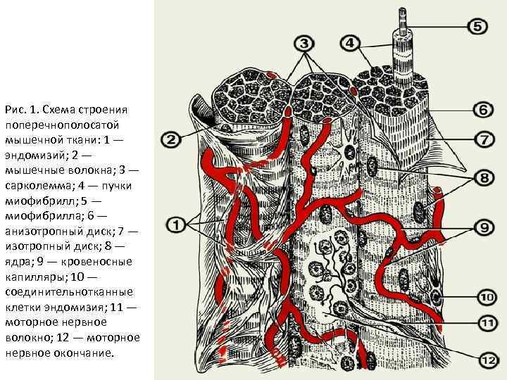 Рис. 1. Схема строения поперечнополосатой мышечной ткани: 1 — эндомизий; 2 — мышечные волокна;