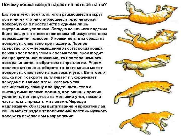 Почему кошка всегда падает на четыре лапы? Долгое время полагали, что вращающееся вокруг оси