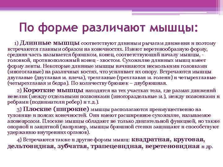 По форме различают мышцы: 1) Длинные мышцы соответствуют длинным рычагам движения и поэтому встречаются