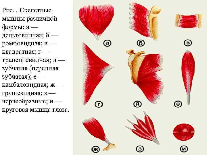 Формы мышц. Классификация мышц по форме. Различные формы мышц. Формы мышц человека.