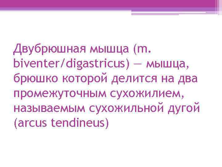 Двубрюшная мышца (m. biventer/digastricus) — мышца, брюшко которой делится на два промежуточным сухожилием, называемым