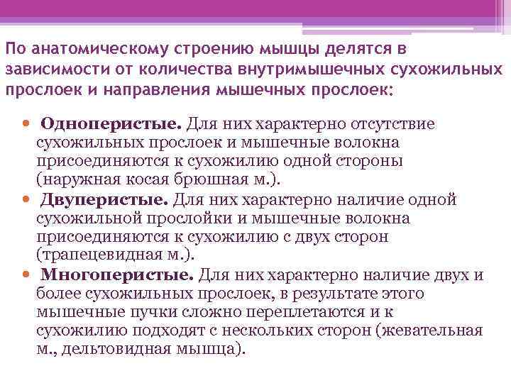 По анатомическому строению мышцы делятся в зависимости от количества внутримышечных сухожильных прослоек и направления