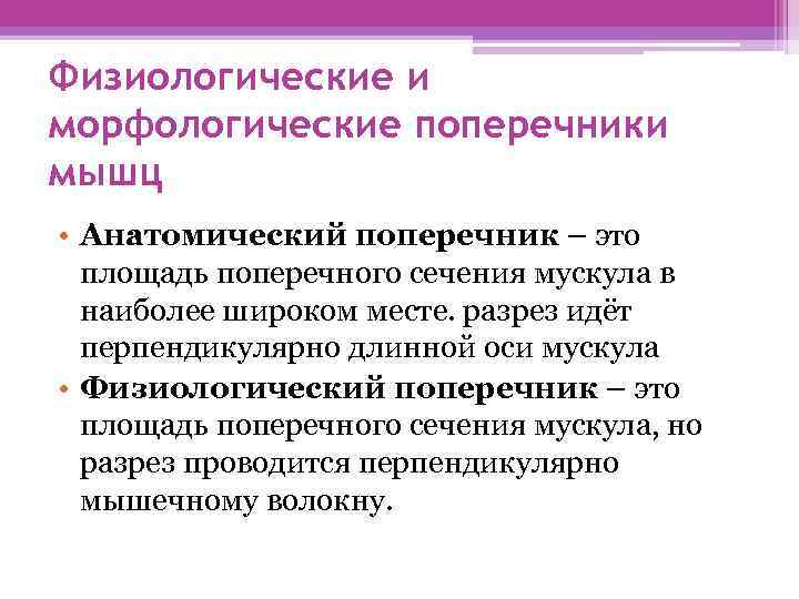 Физиологические и морфологические поперечники мышц • Анатомический поперечник – это площадь поперечного сечения мускула