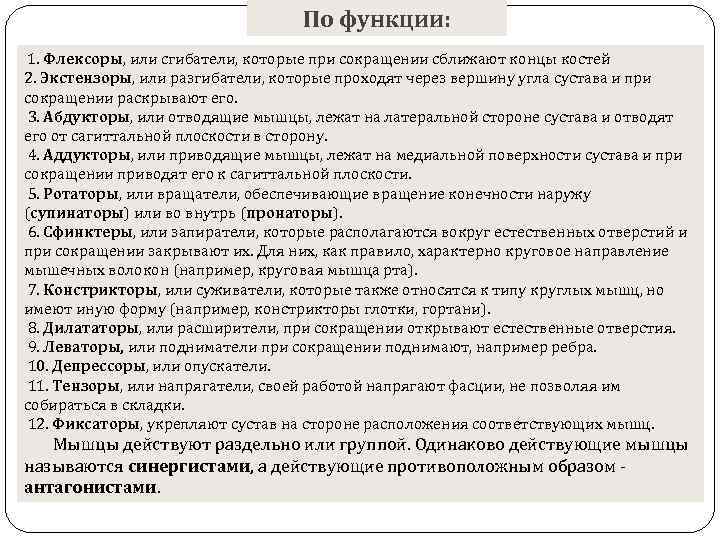 По функции: 1. Флексоры, или сгибатели, которые при сокращении сближают концы костей 2. Экстензоры,