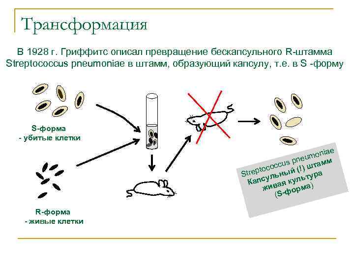 Трансформация В 1928 г. Гриффитс описал превращение бескапсульного R-штамма Streptococcus pneumoniae в штамм, образующий