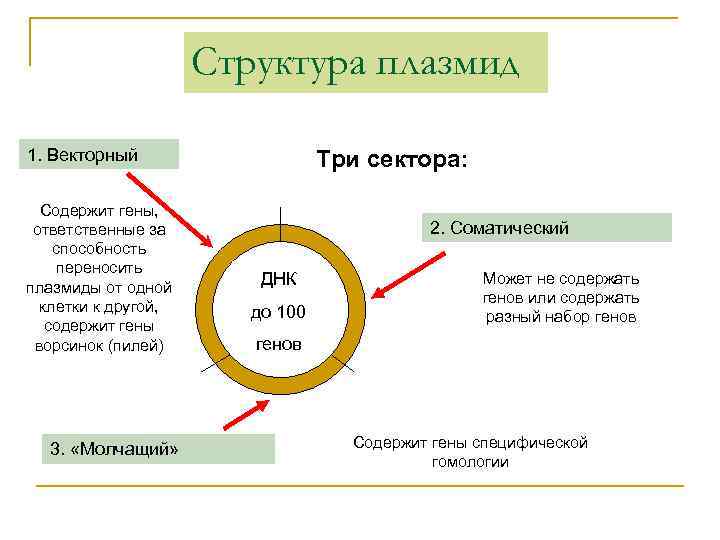 Структура плазмид 1. Векторный Содержит гены, ответственные за способность переносить плазмиды от одной клетки