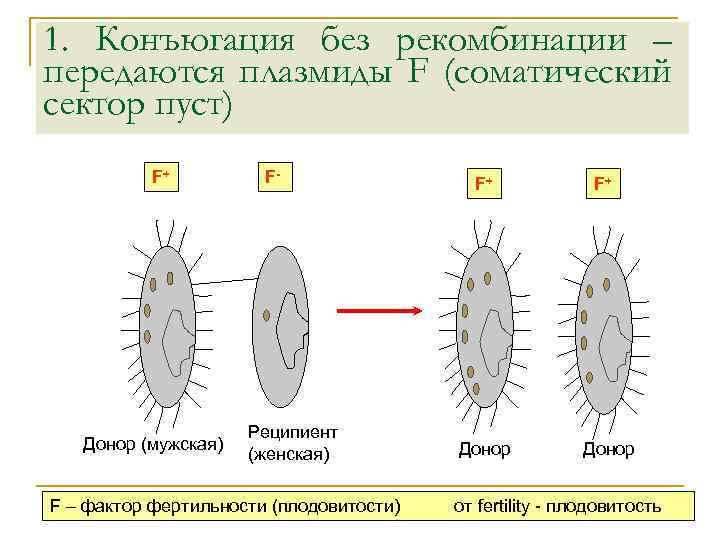 1. Конъюгация без рекомбинации – передаются плазмиды F (соматический сектор пуст) F+ Донор (мужская)