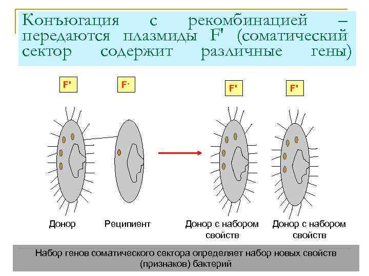 Конъюгация с рекомбинацией – передаются плазмиды F' (соматический сектор cодержит различные гены) F' Донор