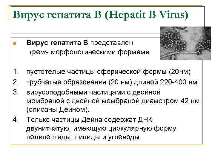 Вирус гепатита В (Hepatit B Virus) n Вирус гепатита В представлен тремя морфологическими формами: