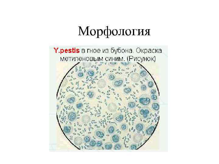 Морфология 