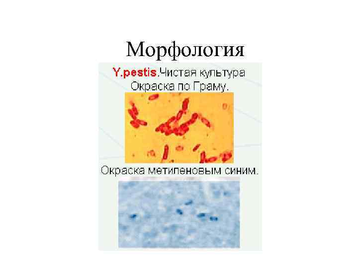 Морфология 