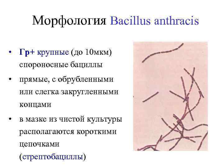 Морфология Bacillus anthracis • Гр+ крупные (до 10 мкм) спороносные бациллы • прямые, с