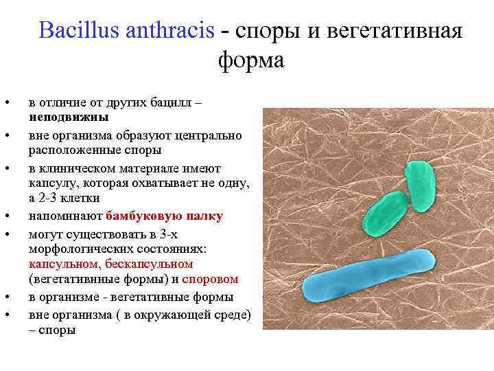 Bacillus anthracis - споры и вегетативная форма • • в отличие от других бацилл