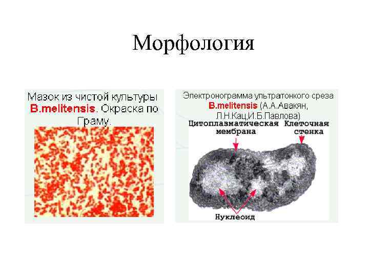 Морфология 