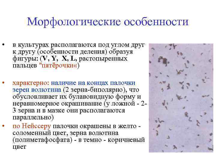 Морфологические особенности • в культурах располагаются под углом друг к другу (особенности деления) образуя