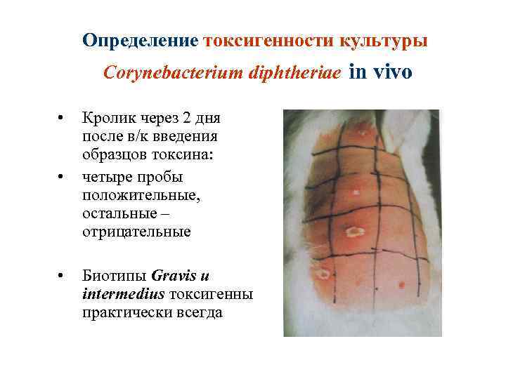 Определение токсигенности культуры Corynebacterium diphtheriae in vivo • • • Кролик через 2 дня