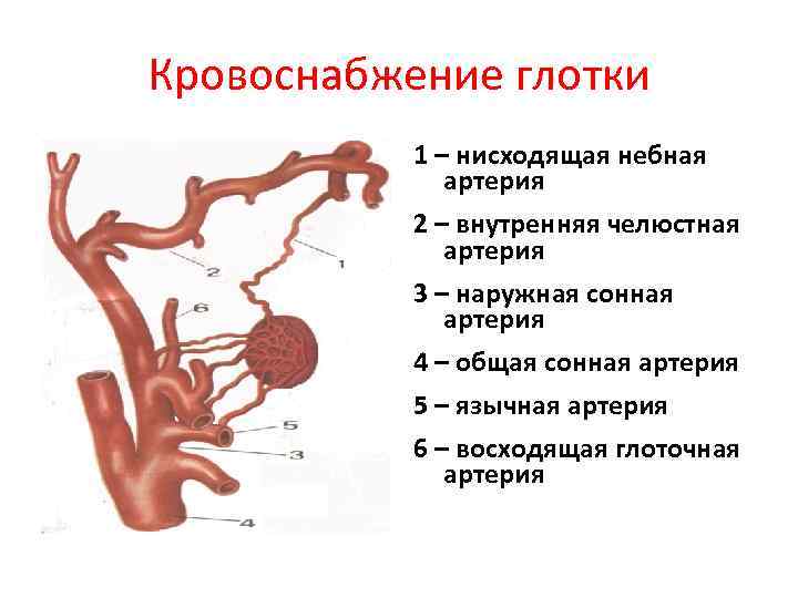 Нерв глотки. Топографическая анатомия глотки кровоснабжение. Глотка функции строение кровоснабжение иннервация. Строение небной миндалины анатомия. Кровоснабжение иннервация лимфоотток глотки.
