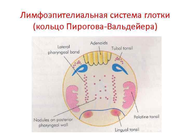 Лимфоэпителиальная система глотки (кольцо Пирогова Вальдейера) 